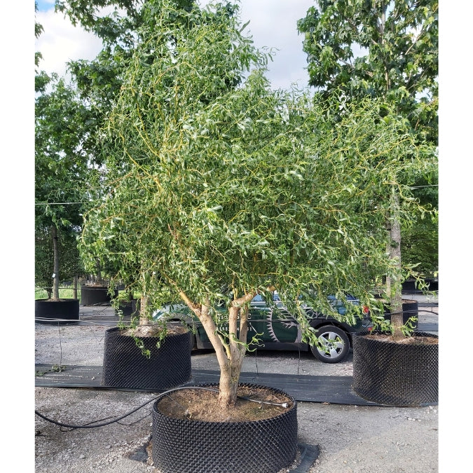 Salix × sepulcralis 'Erythroflexuosa'