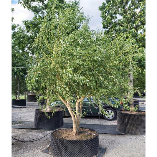 Salix × sepulcralis 'Erythroflexuosa'