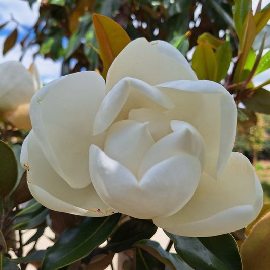 Magnolia grandiflora 'Little Gem'