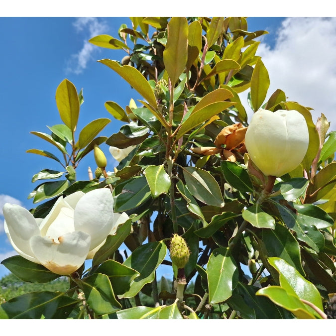 Magnolia grandiflora 'Little Gem'