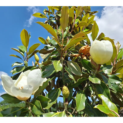 Magnolia grandiflora 'Little Gem'