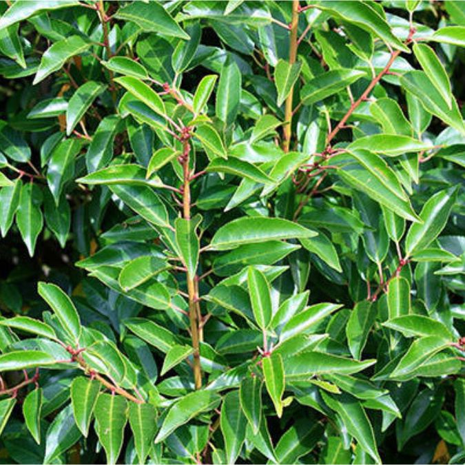 Prunus lusitanica (Topiary)