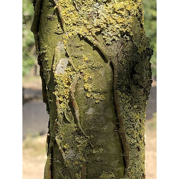Maakia Tree Identification Maackia amurensis – Majestic Trees