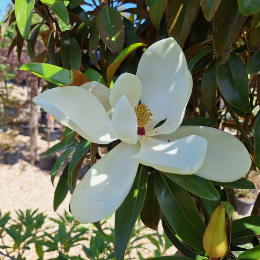 Magnolia grandiflora ALTA® 'TMGH'