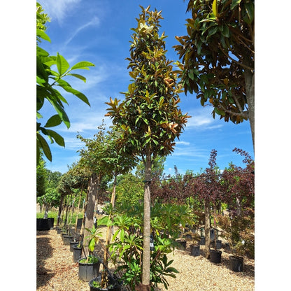 Magnolia grandiflora ALTA® 'TMGH'