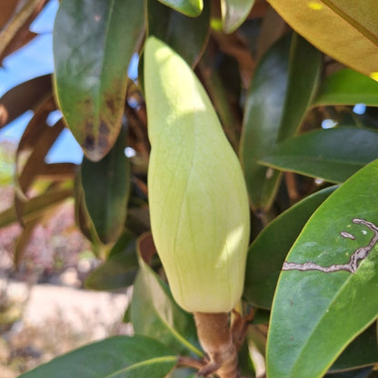 Magnolia grandiflora ALTA® 'TMGH'