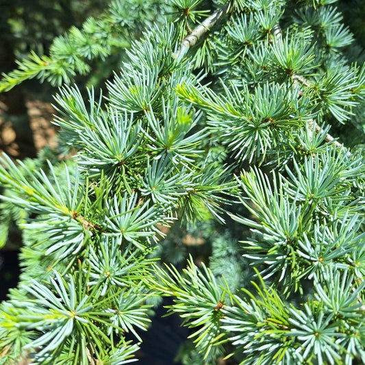 Cedrus atlantica 'Fastigiata'