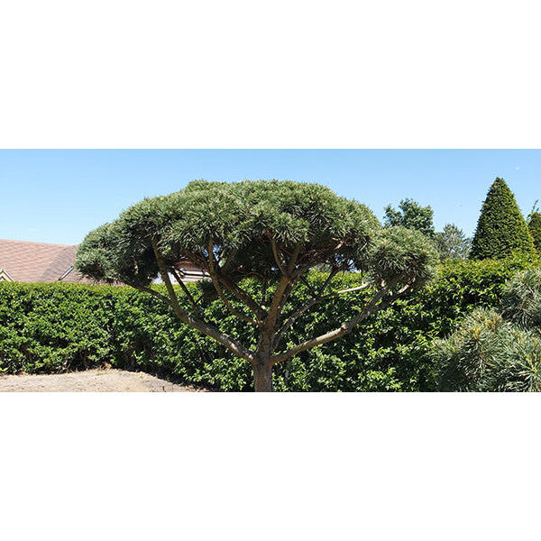 Pinus sylvestris (Topiary)