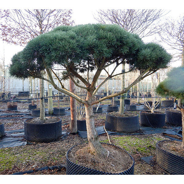 Pinus sylvestris (Topiary)