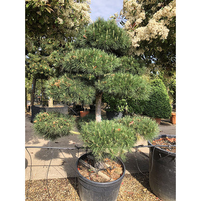 Pinus sylvestris (Topiary)
