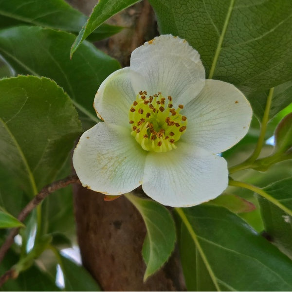Stewartia monadelpha