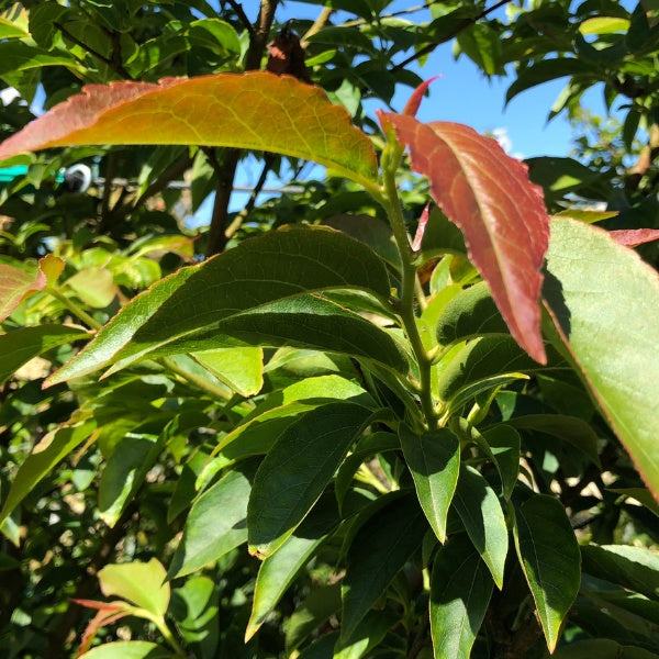 Stewartia monadelpha