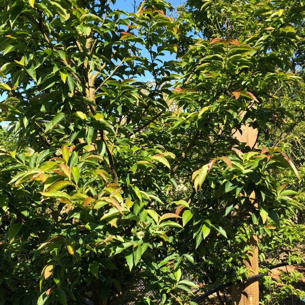 Stewartia monadelpha