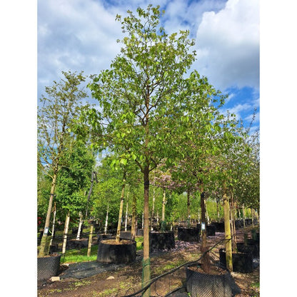 Viburnum lentago