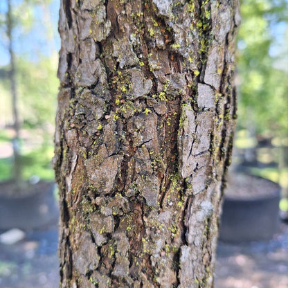 Viburnum lentago