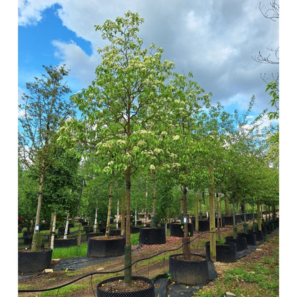 Viburnum lentago