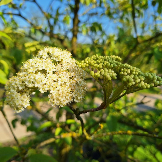 Viburnum lentago