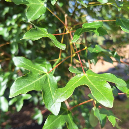 Acer monspessulanum