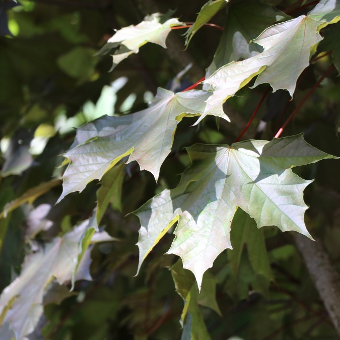 Acer platanoides 'Fairview'