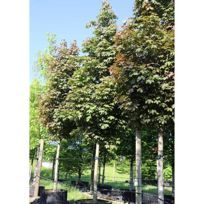 Acer platanoides 'Fairview'