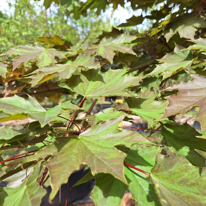 Acer platanoides 'Fairview'