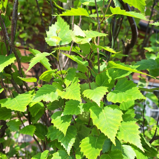 Betula pendula 'Obelisk'