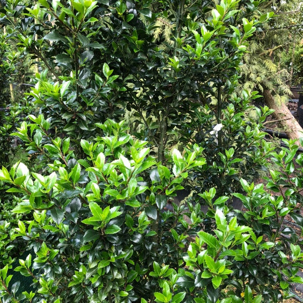 Ilex × meserveae 'Heckenstar' (Hedging)