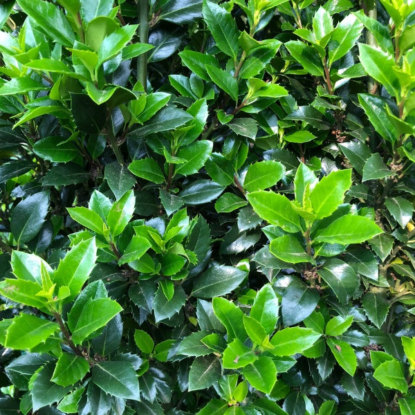 Ilex × meserveae 'Heckenstar' (Hedging)