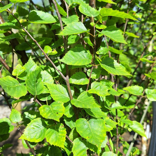 Betula pendula 'Fastigiata Joes'