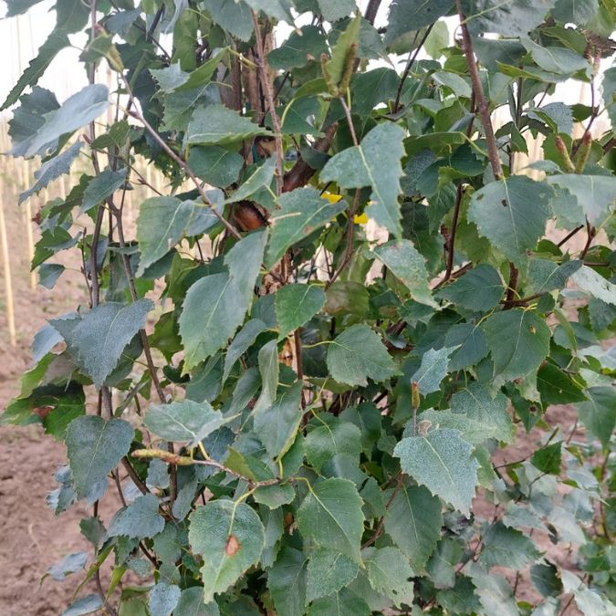 Betula pendula 'Fastigiata Joes' – Majestic Trees