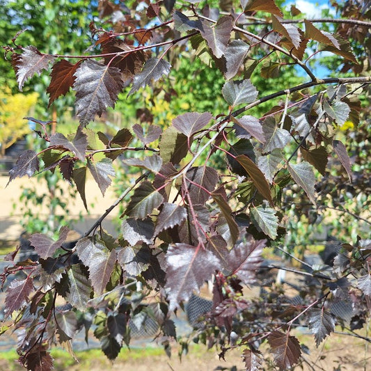 Betula 'Royal Frost'