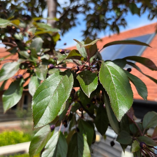 Malus toringo 'Freja'