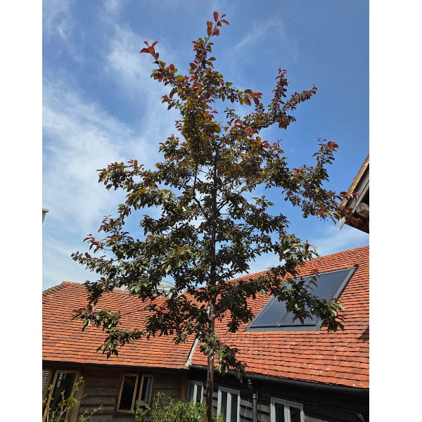 Malus toringo 'Freja'