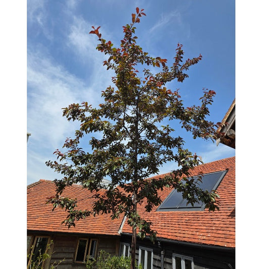 Malus toringo 'Freja'