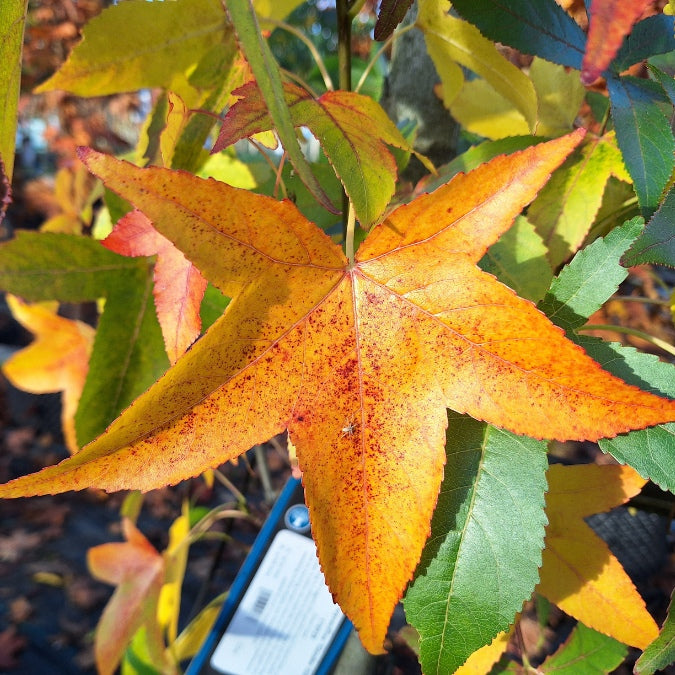 Liquidambar styraciflua 'Slender Silouette'