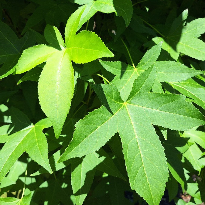 Liquidambar styraciflua 'Slender Silouette'