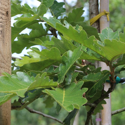 Quercus dentata 'Carl Ferris Miller'