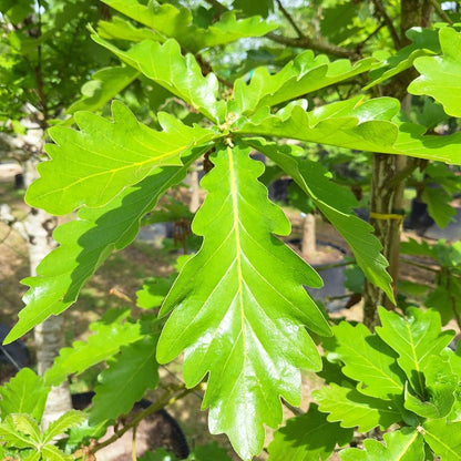 Quercus dentata 'Carl Ferris Miller'