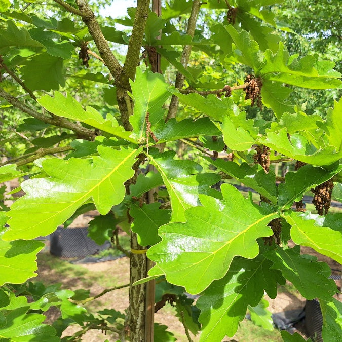 Quercus dentata 'Carl Ferris Miller'