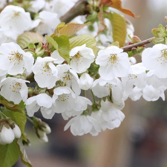 Prunus avium 'Kordia'