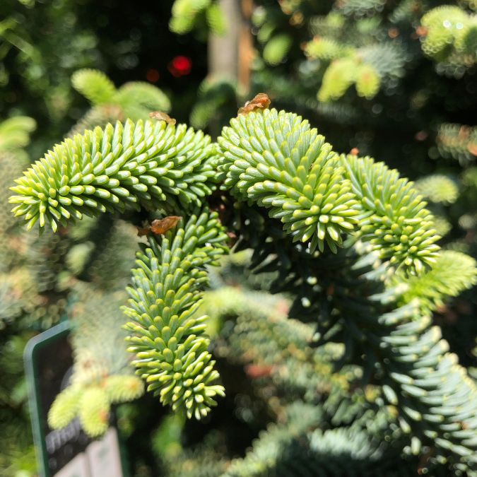 Abies pinsapo 'Aurea' – Majestic Trees