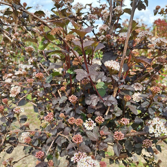 Physocarpus opulifolius 'Diabolo'