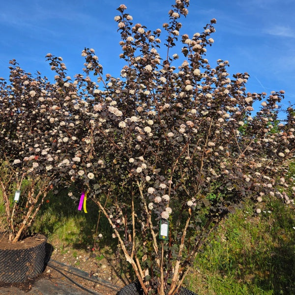 Physocarpus opulifolius 'Diabolo'
