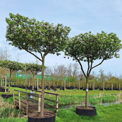 Malus 'Red Sentinel' (Pleached)