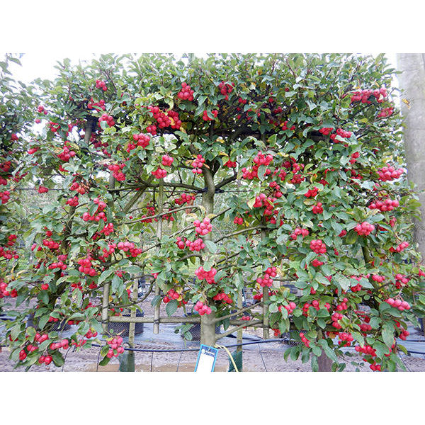 Malus 'Red Sentinel' (Pleached)