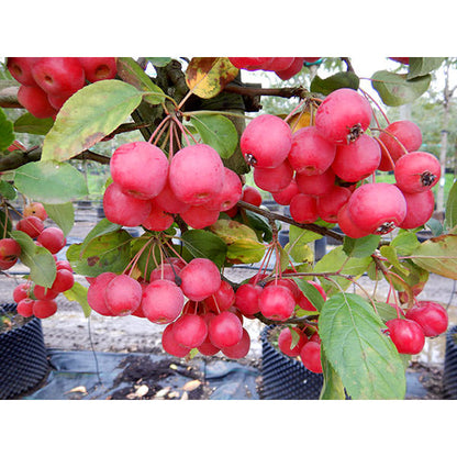 Malus 'Red Sentinel' (Pleached)