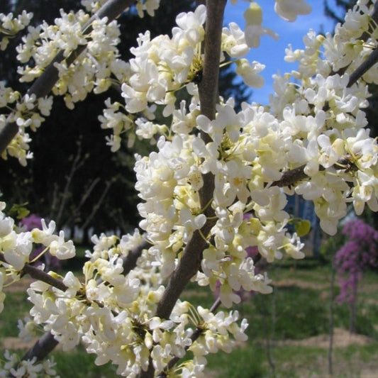 Cercis chinensis 'Shirobana'