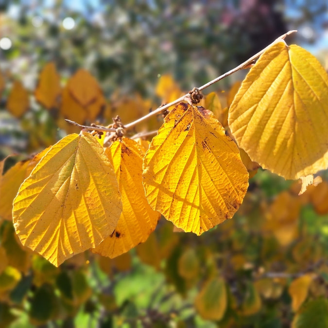 Hamamelis x intermedia 'Westerstede'