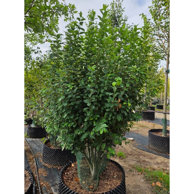 Amelanchier can. RAINBOW PILLAR®