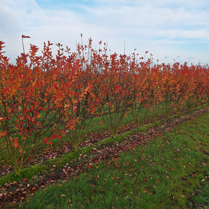 Amelanchier can. RAINBOW PILLAR®